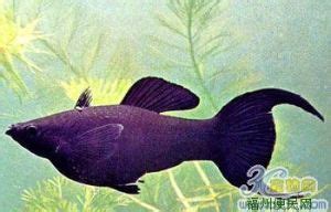 黑瑪麗魚|黑瑪麗魚飼養 繁殖教戰守則 – 寵物百科